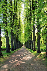 Avenue, ağaç, ağaçlar, uzakta, yol, doğa, Bomberg