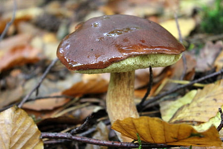 chestnut, hutan jamur, jamur, dapat dimakan, RAC