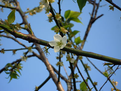 fiore della prugna, albicocca giapponese, Ex residenza di 蔣, Taiwan