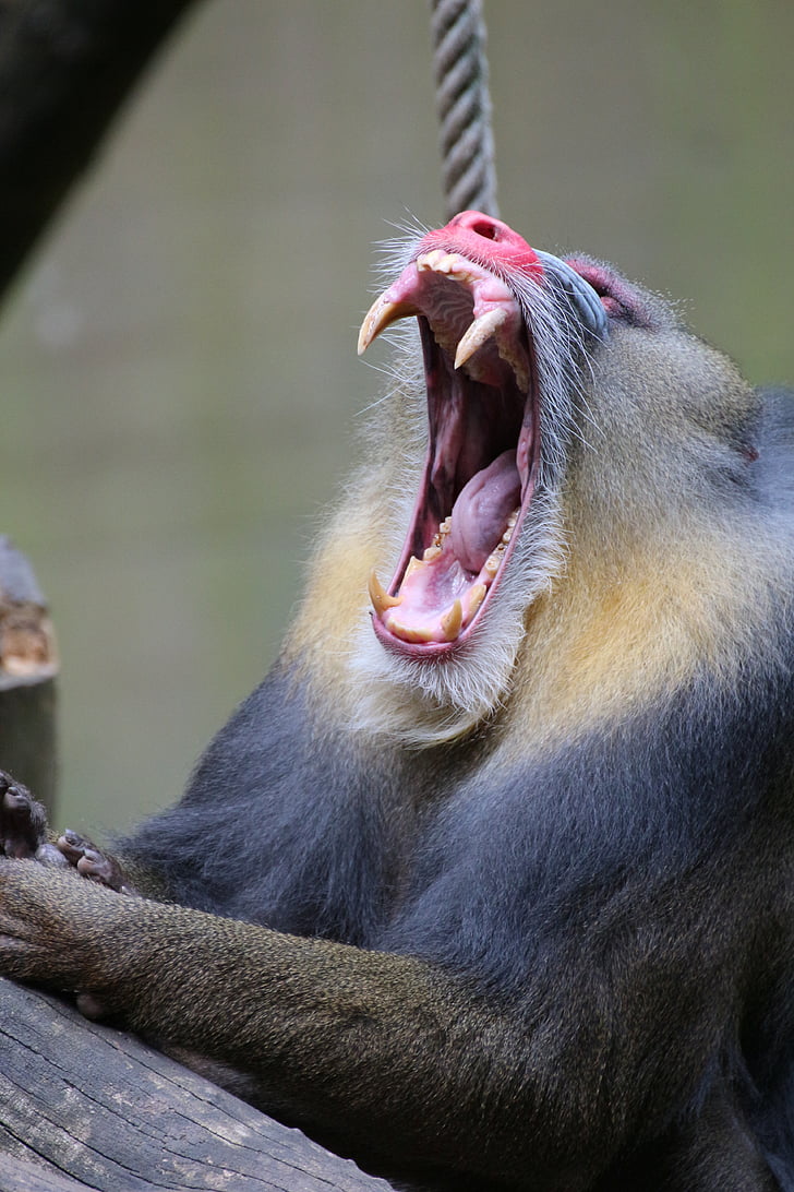 mandrill, zoo, animal, monkey, tooth, teeth