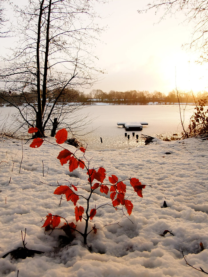 hielo, hojas, hojas rojas, agua, frío, Lago, congelados