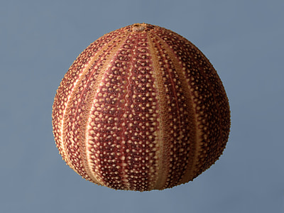 havet-urchin, Corona, echinus esculentus, Ocean, runda, taggig, klotformig