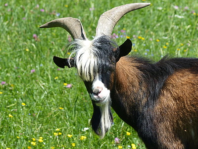 billy goat, goat, pasture, horned, domestic goat, horns, goatee