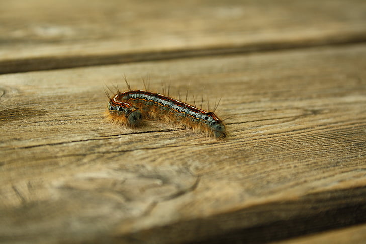 Caterpillar, lagarta cabeluda, Bug, peludo, macro, fofo, natureza