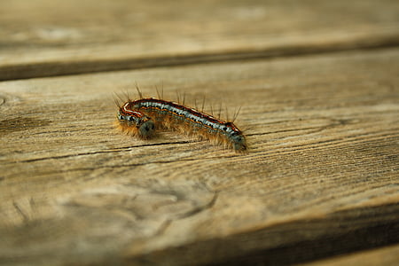 Caterpillar, bruco peloso, bug, pelosi, macro, soffici, natura