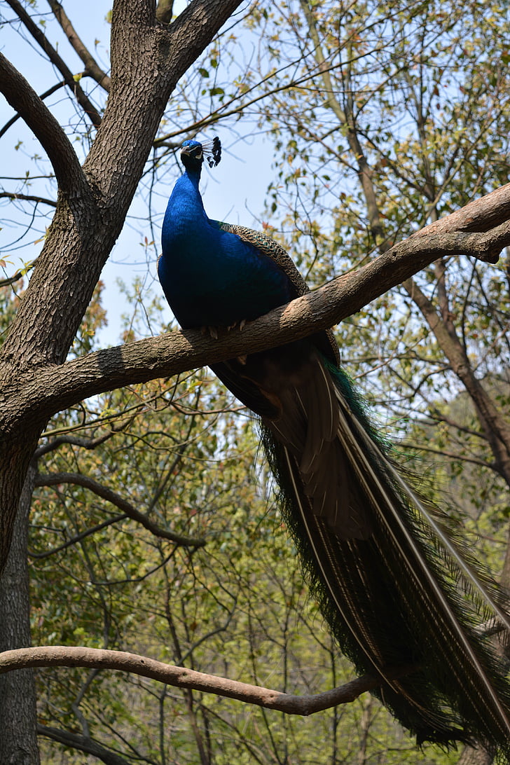 påfugl, Peacock treet, fuglen