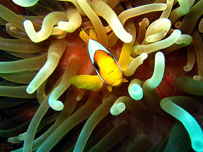 Anemone fisk, Nemo, undervanns, dykking, fisk, Anemone