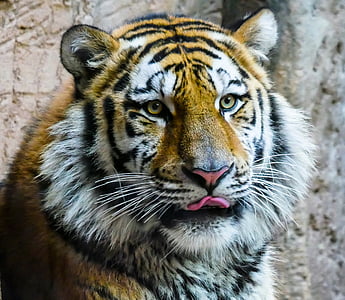 Tier, Tiger, Predator, große Katze, Amurtiger, gefährliche, tierische Porträt
