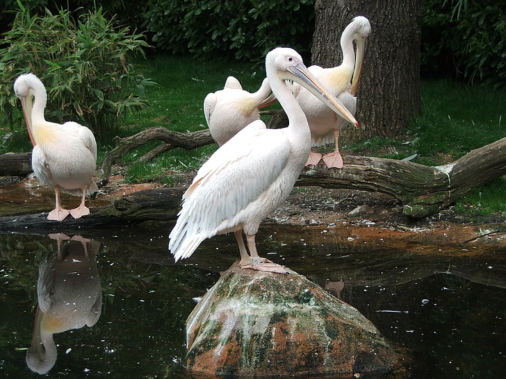 Pelikan, ptica, voda ptica, Zoološki vrt, životinja