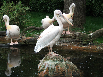 pelikan, bird, water bird, zoo, animal