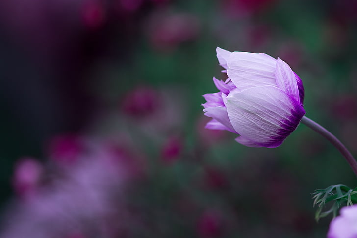 Anemone, floare, floare, alb-violet, culoare bi, floare închis, gradina