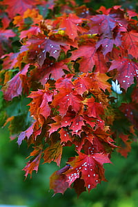 maple, tree, red, leaves, nature, autumn, golden autumn