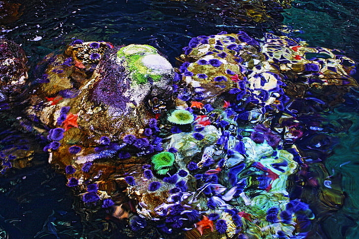 coral, reef, anemone, water, underwater, no people, multi colored