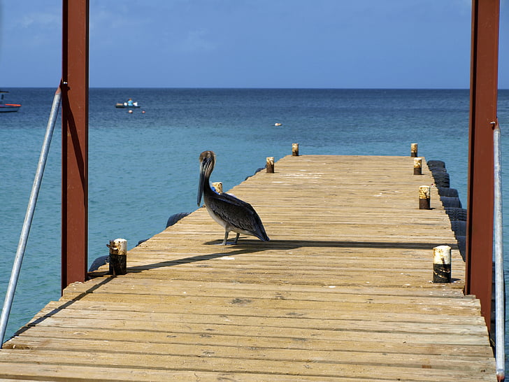 Pelikan, laut, Curacao, Westpunt, Web, pelabuhan perikanan, Karibia