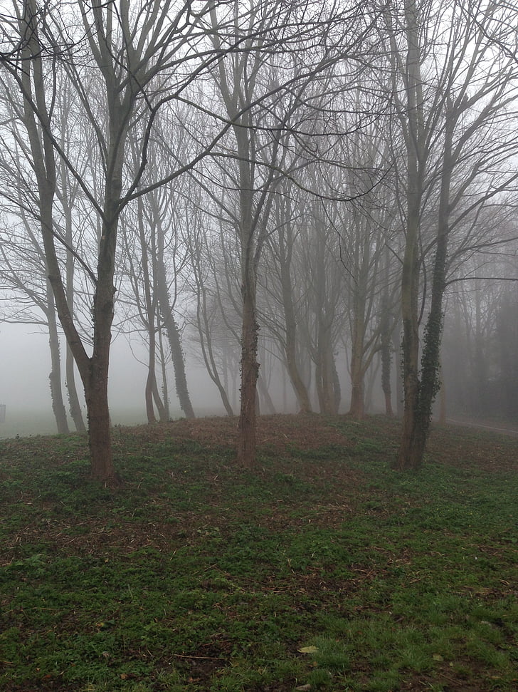 nature, trees, fog, landscape, forest, outdoor, environment