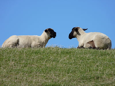 овцы, Животные, дамба, Восточная Фризия, шерсть, стадо животных