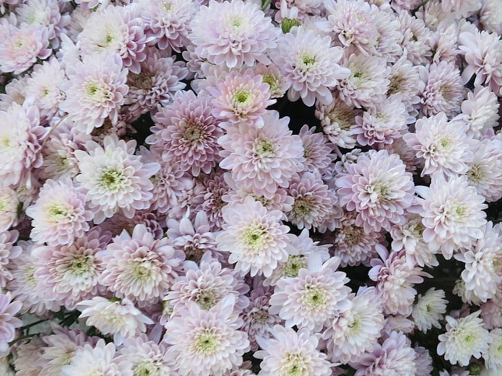 flower, plant, nature, bloom