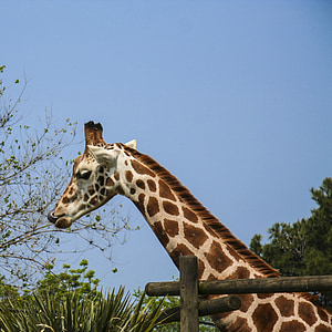 girafa, limba, gradina zoologica, gât, Africa, parconatura, animale