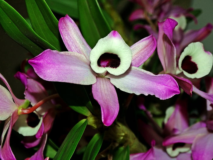 Anggrek, bunga, orchid ungu, alam, tanaman, kelopak, bunga kepala