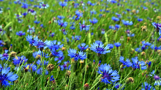 คอร์นฟลาวเวอร์, ดอก, บาน, เมล็ดข้าว, ดอกไม้, สีฟ้า, ธัญพืช