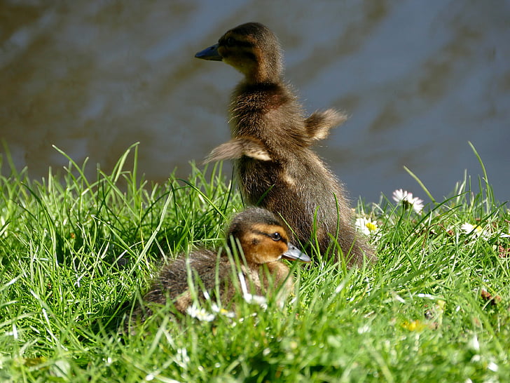 ducklings, chicks, animal children, mallards, cute, fluffy, nature