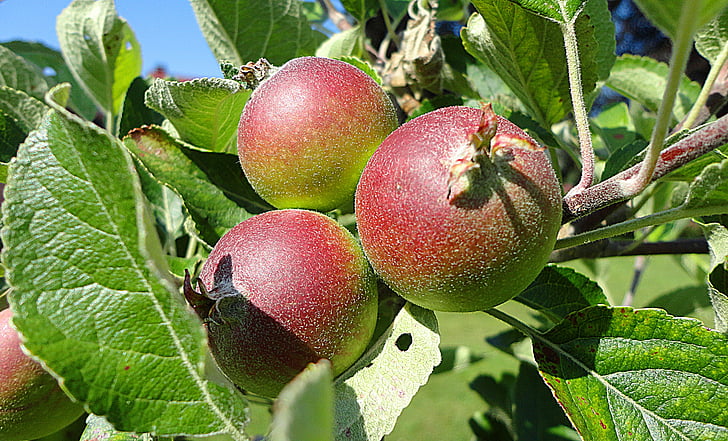 Apple, fruta, saludable, planta, naturaleza