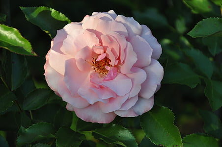 Rosa, flor, flor rosa, natura, planta, jardí, pètal