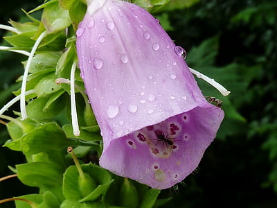 bellflower, purple, flower, blossom, bloom, petite bellflower, flora
