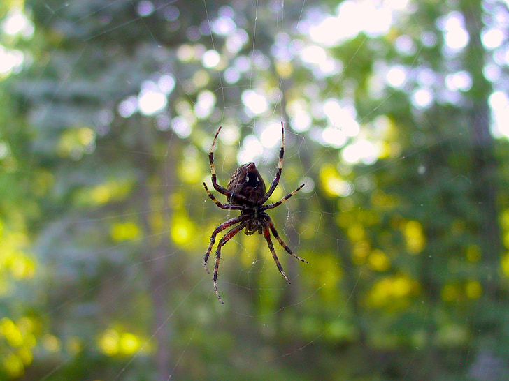 pajek, okno, Web, Pajkova, spodnji strani, Arachnid, Arachnophobia