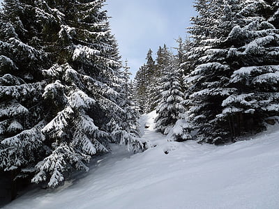 vinter, skogen, träd, kalla, vintrig, offpist skidåkning, Winter forest