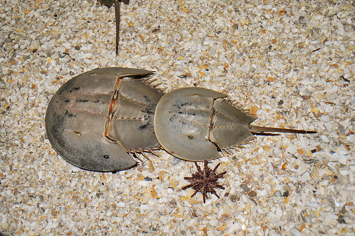 Horseshoe crab, die Molukken-Krabbe, Sand, Meer, Krabbe, Strand, Marine Gliederfüßer