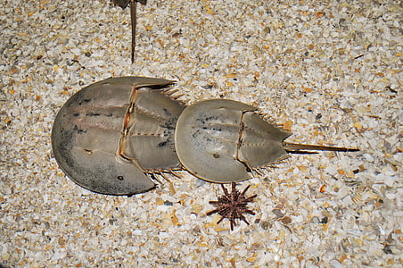 caranguejo-ferradura, o caranguejo Molucas, areia, mar, caranguejo, praia, artrópodes marinhos