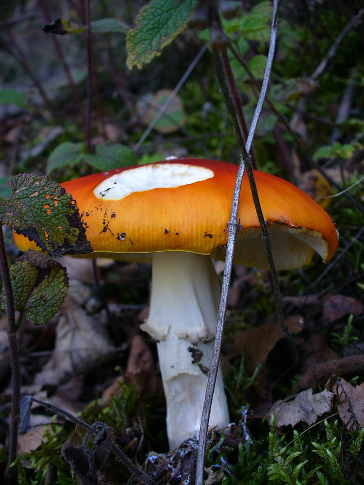 fly agaric, toxic, nature, forest, red, point, amanita muscaria