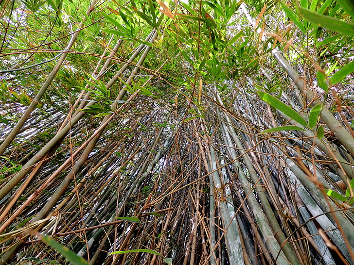 бамбук, бамбукова горичка, бамбукова гора, природата, дърво, гора, листа