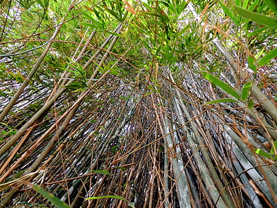 bambu, Bamboo grove, Bambumetsä, Luonto, puu, Metsä, lehti