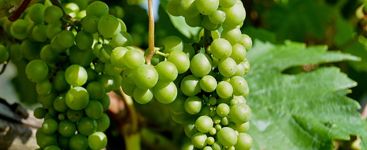 grapes, detail, berries, henkel, grape, close, vine