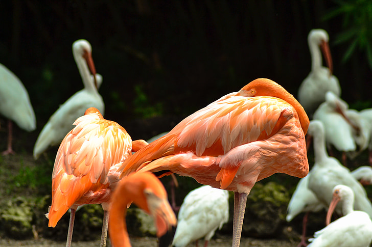 Flamingo, ptáci, zvíře, Příroda, barevné, volně žijící zvířata