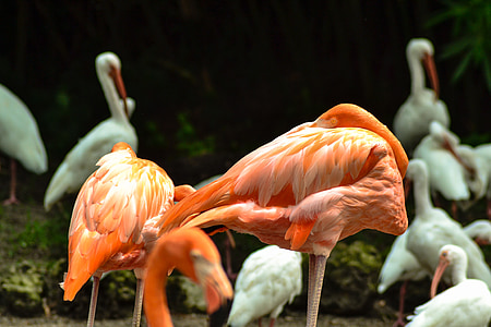 Flamingo, ptaki, zwierząt, Natura, kolorowe, dzikich zwierząt