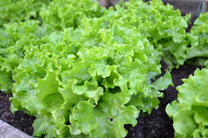 Batavia, laitue, salade verte, jardin potager, moisson, légumes, jardin