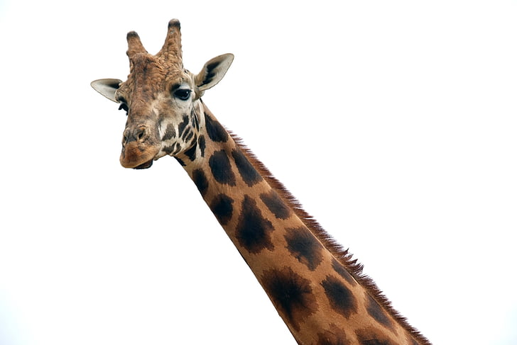 girafe, animal, l’Afrique, mammifère, faune, nature, animaux Safari