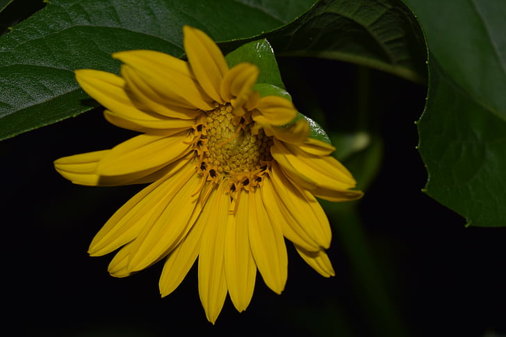 Sun flower, noční fotografie, žlutá, Zavřít, Příroda, květ, květ