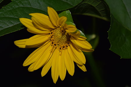 floarea soarelui, fotografia de noapte, galben, închide, natura, floare, floare