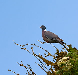 bird, pigeon, animal, tree, beautiful, perched, blue