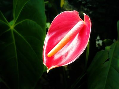 Tórium kvet, kvet, tropické kvety, Srí lanka, mawanella, Ceylon, Príroda
