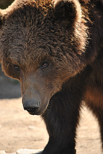 Retrato de los animales, Parque zoológico, oso de, animal, oso pardo, flora y fauna, mamíferos