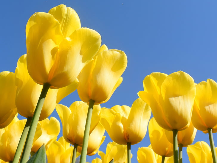 Países Baixos, tulipas, Keukenhof, Tulipa, Primavera, Holanda, flor