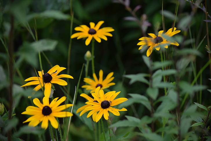 Black-Eyed susan, flores, amarillo, naturaleza, floración, planta, campo