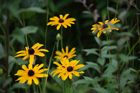 black-eyed susan, flowers, yellow, nature, bloom, plant, field