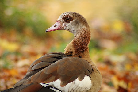 nilgans, alopochen aegyptiacus, wild goose, geese, water bird, autumn, golden autumn