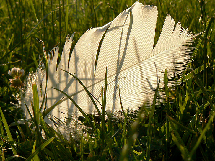 бесплатное фото: Белый, перья, упал, травы, зелень, зеленый фон, птицы |  Hippopx